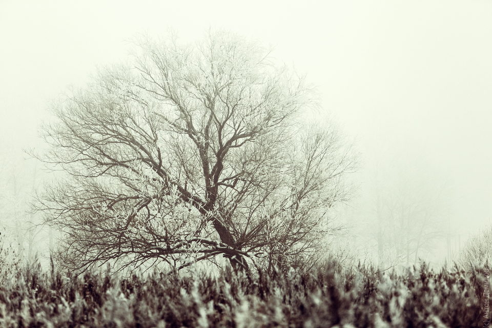 Деревья, Природа, Снегопад