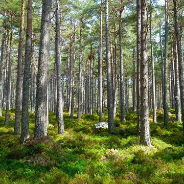 Вырубка леса, Год экологии в России, Министерство природных ресурсов, Природа, Росприроднадзор, Экология
