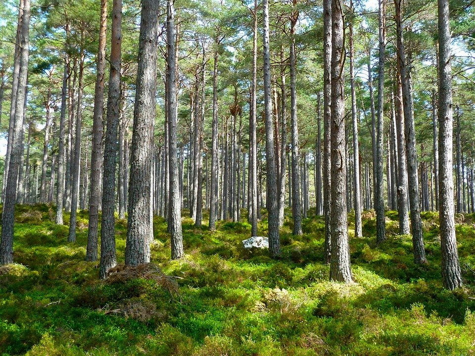 Вырубка леса, Год экологии в России, Министерство природных ресурсов, Природа, Росприроднадзор, Экология