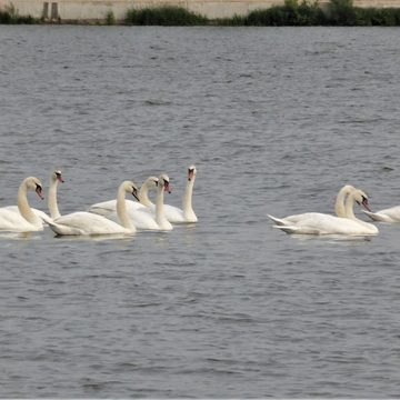 Животные, Общество, Яченское водохранилище