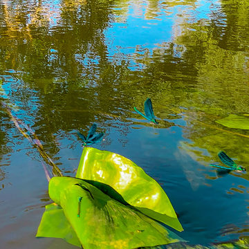 Происшествия