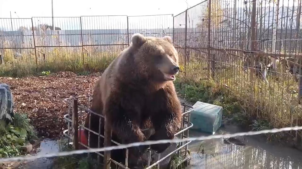 Животные, Общество, Погода