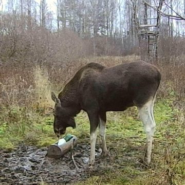 Животные, Общество