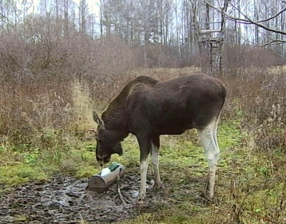 Животные, Общество