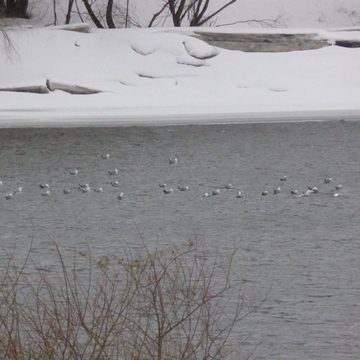 Животные, Общество, Река Ока