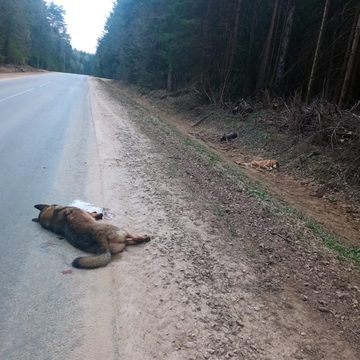 Животные, Происшествия, Дзержинский район