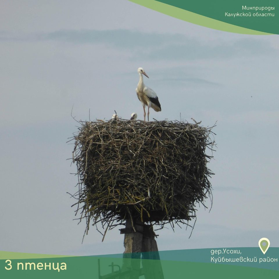 Животные, Общество