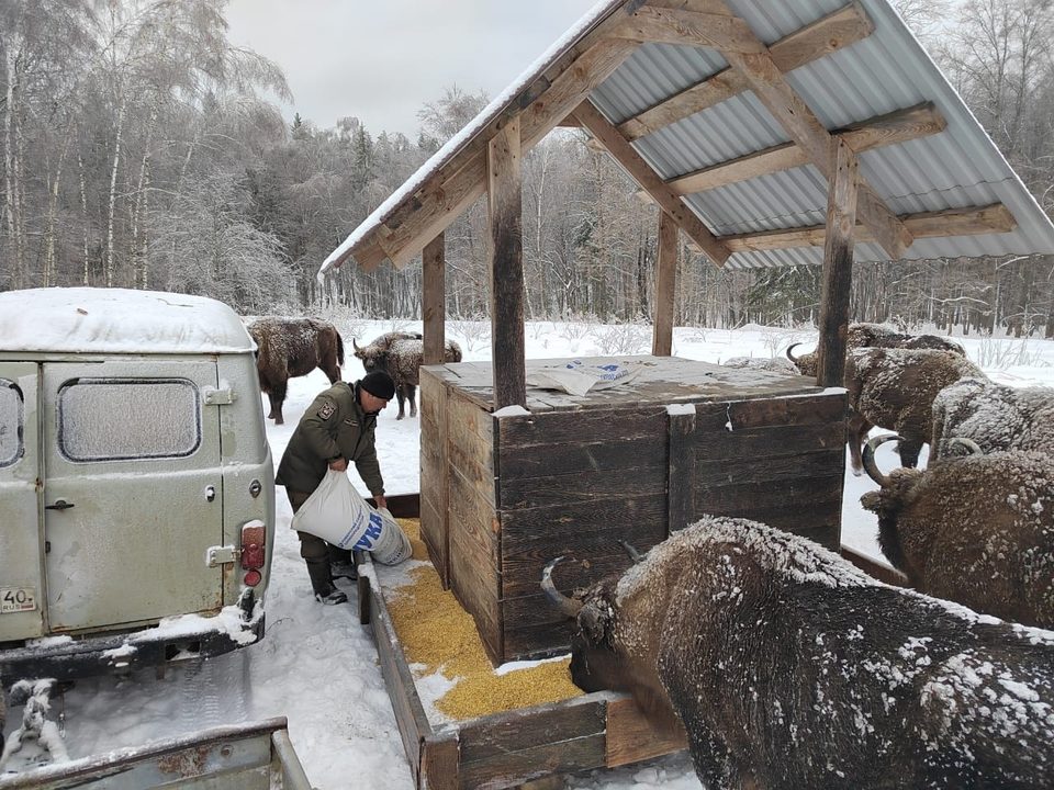 Животные, Общество