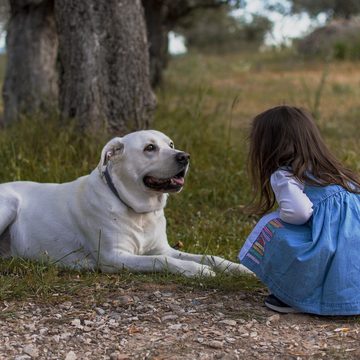 Животные, Налоги, Общество