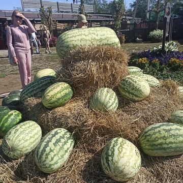 Общество, Сельское хозяйство