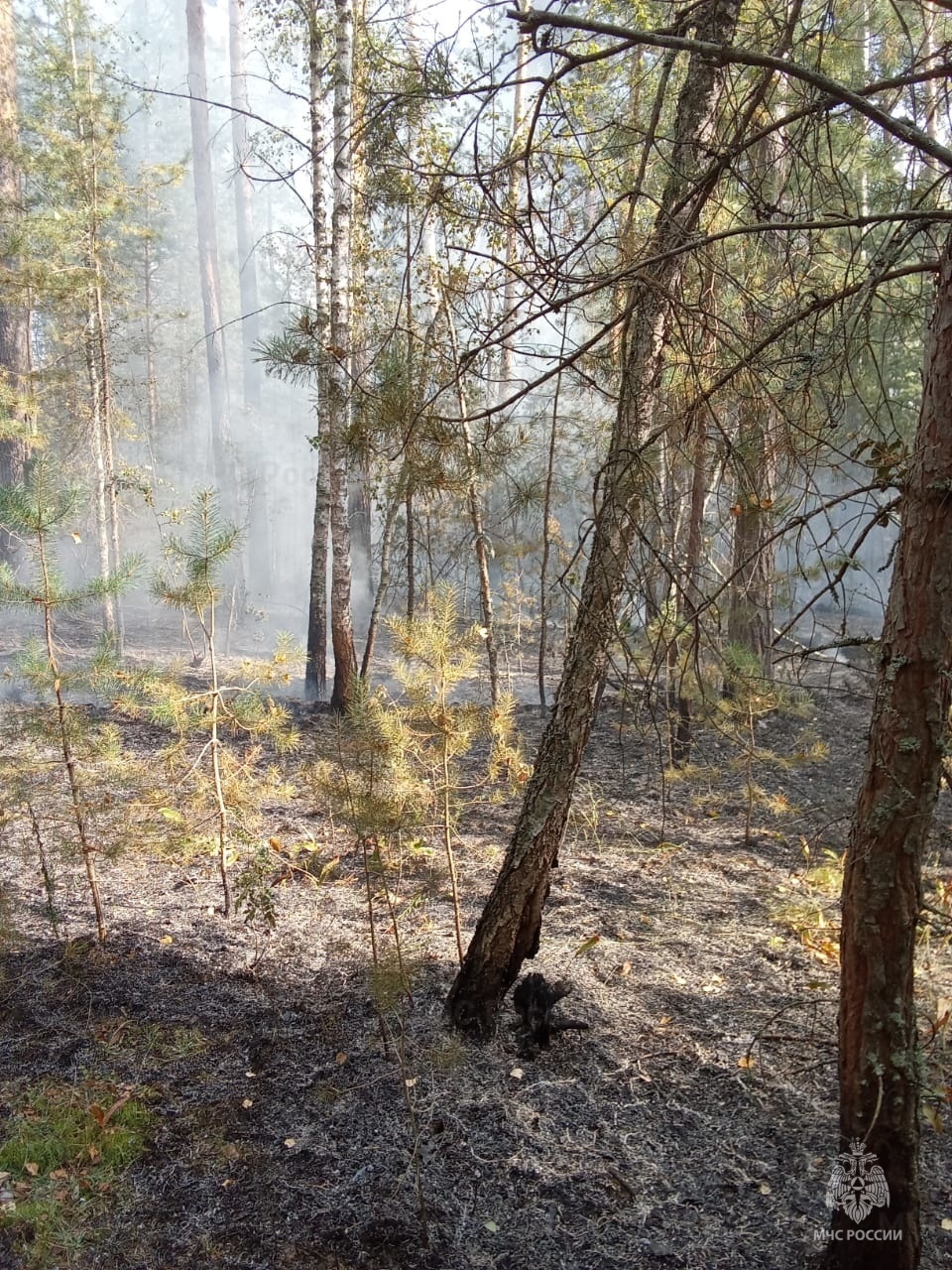 Общество, Погода, Пожар, МЧС