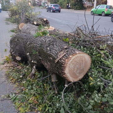 Благоустройство города, Общество