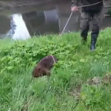 Животные, Происшествия, Людиновский район