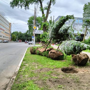 Общество, Озеленение города