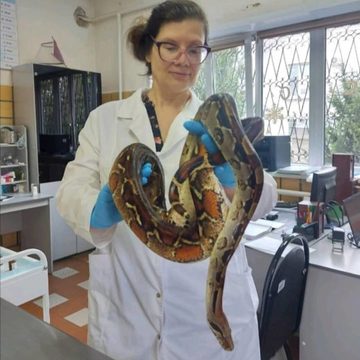 Животные, Общество