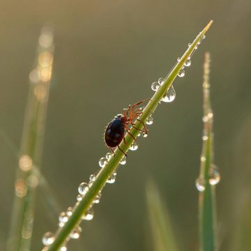 Клещи