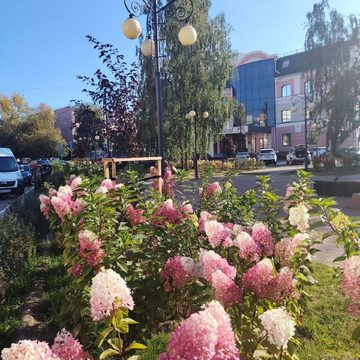 Благоустройство города, Общество, Озеленение города, Дмитрий Денисов