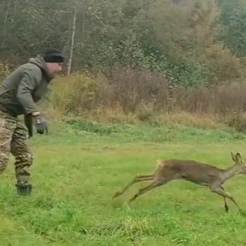 Животные, Происшествия, Боровский район