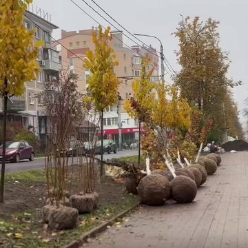 Общество, Озеленение города