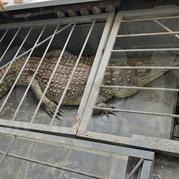 Животные, Город Обнинск, Обнинск