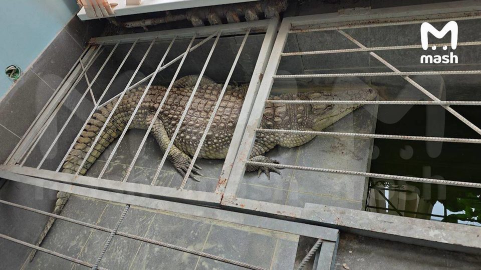 Животные, Город Обнинск, Обнинск