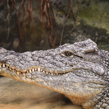 Животные, Город Обнинск, Обнинск