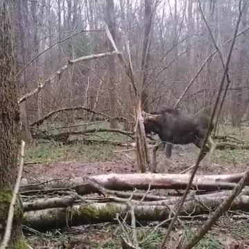 Животные, Охота, Калужская область, Малоярославецкий район