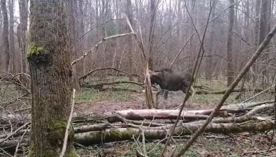 Животные, Охота, Калужская область, Малоярославецкий район