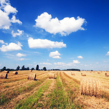 БПЛА, Искусственный интеллект, Сельское хозяйство, Технологии, Дмитрий Разумовский, Калужская область, Министерство цифрового развития