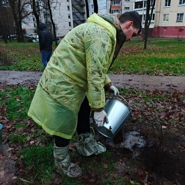 Деревья, Озеленение города, Городская управа Калуги, Калуга