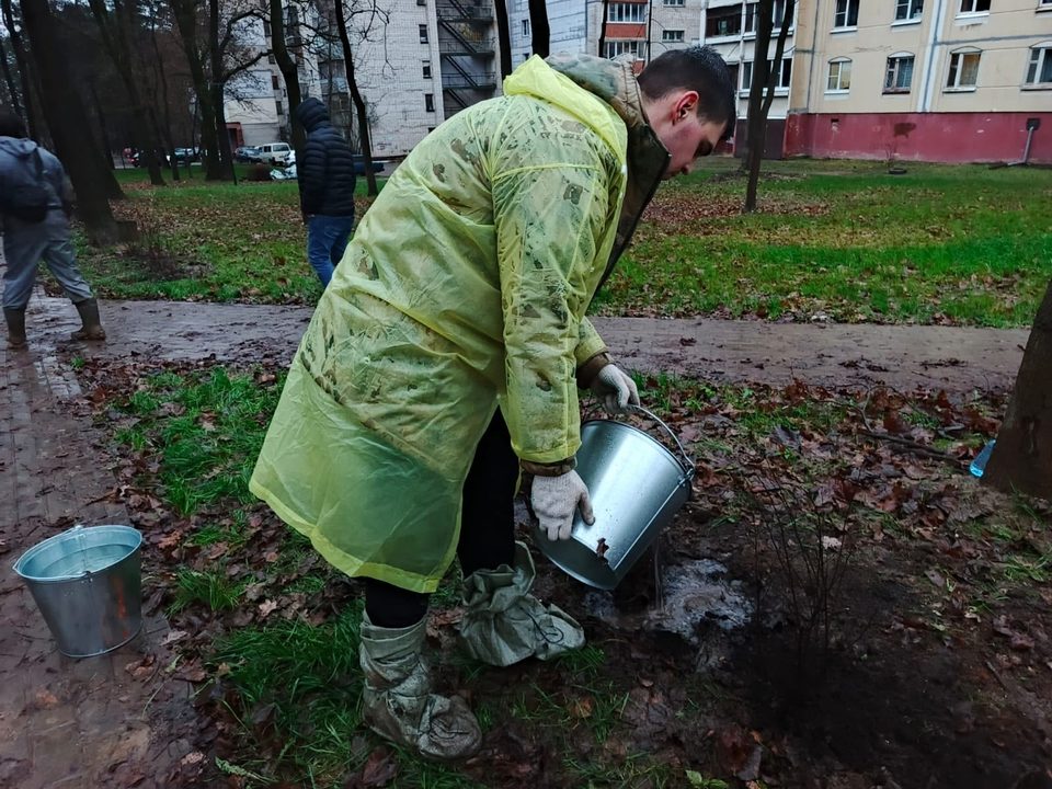 Деревья, Озеленение города, Городская управа Калуги, Калуга
