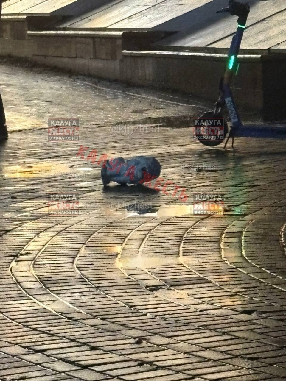 Вандалы, Происшествия, Калуга