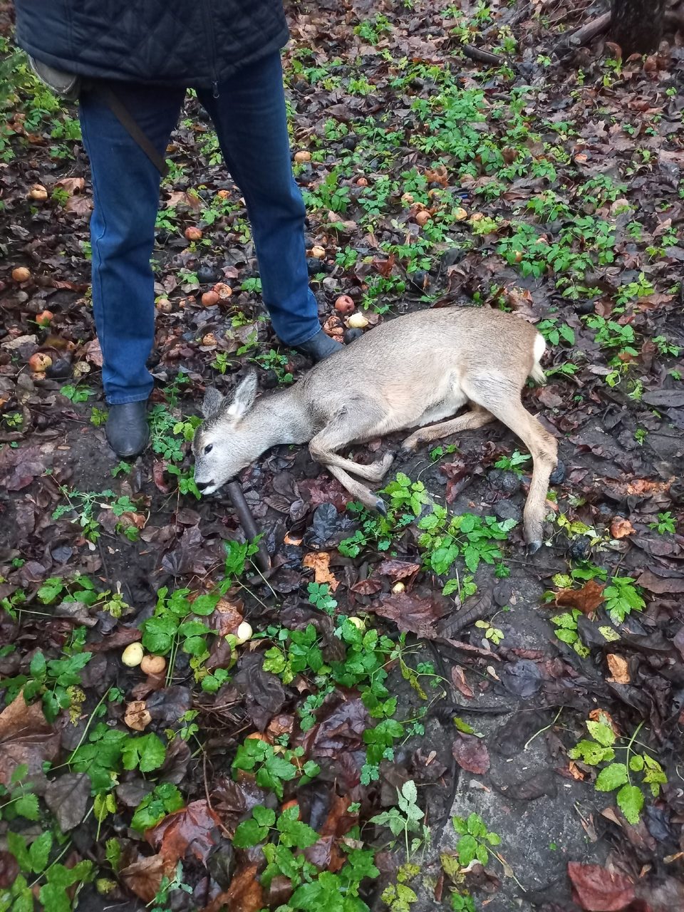 Животные, Происшествия, Калуга, Калужская область, Центр Феникс