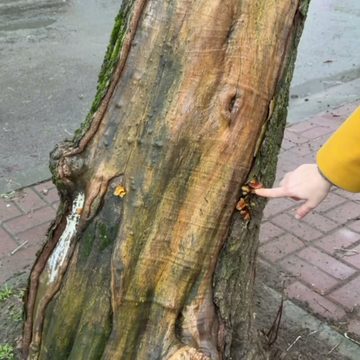 Благоустройство города, Общество