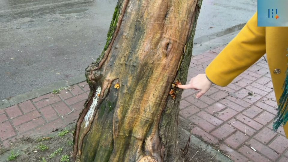 Благоустройство города, Общество