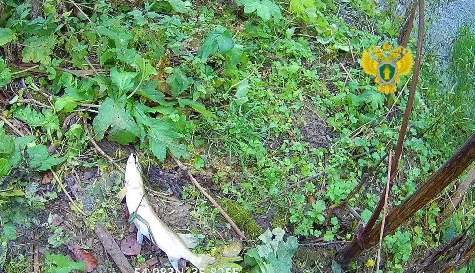 Общество, Экология, Медынский район, Прокуратура