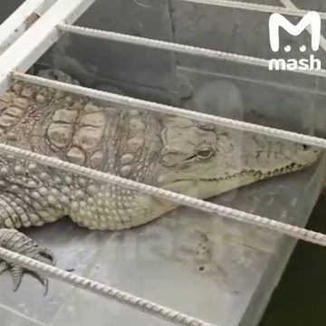 Животные, Город Обнинск, Обнинск, Прокуратура