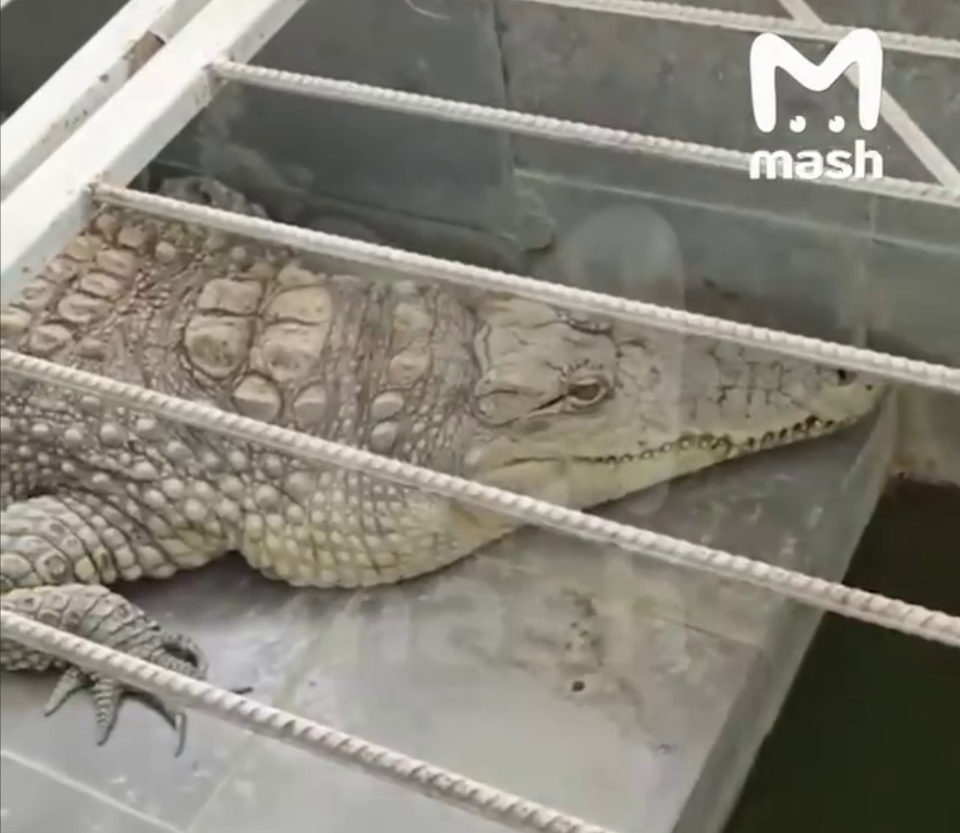 Животные, Город Обнинск, Обнинск, Прокуратура