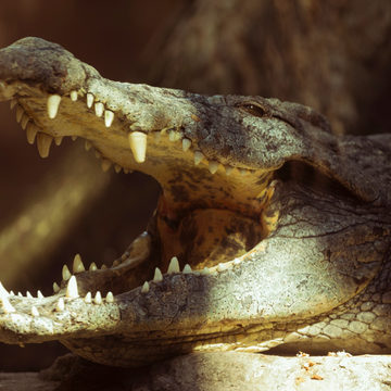 Живодеры, Животные, Медиа, СМИ, Город Обнинск, Обнинск