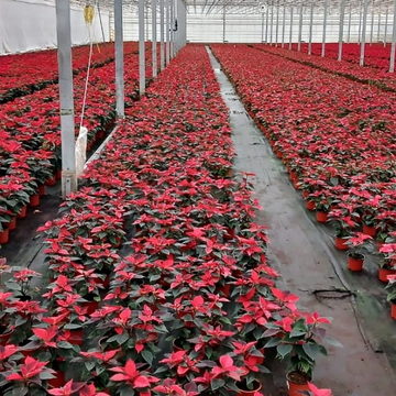 Новый год, Общество, Торговля, Экспорт