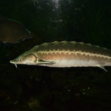 Кража, Криминал, Хищение, Город Обнинск, Калужская область, Обнинск, Полиция