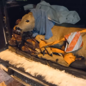 Браконьеры, Животные, Охота, Город Калуга, Калужская область, Центр Феникс