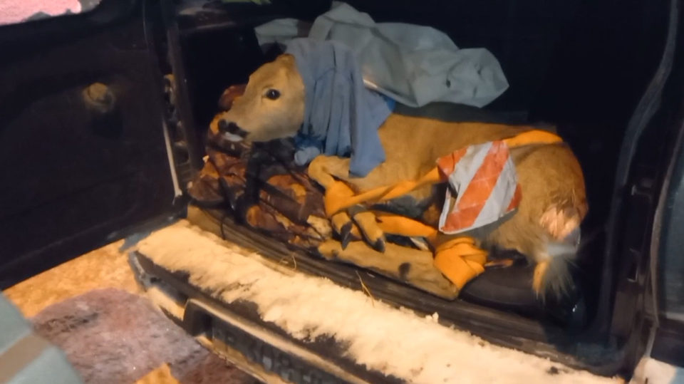 Браконьеры, Животные, Охота, Город Калуга, Калужская область, Центр Феникс