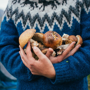 Грибы, Экономика, Экспорт, Роспотребнадзор