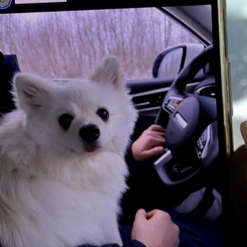 Животные, Происшествия, Собаки, Город Калуга, Калужская область, Полиция