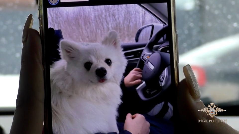 Животные, Происшествия, Собаки, Город Калуга, Калужская область, Полиция