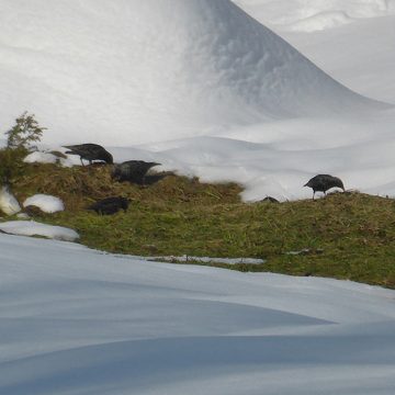 Животные, Природа, Город Калуга, Калужская область