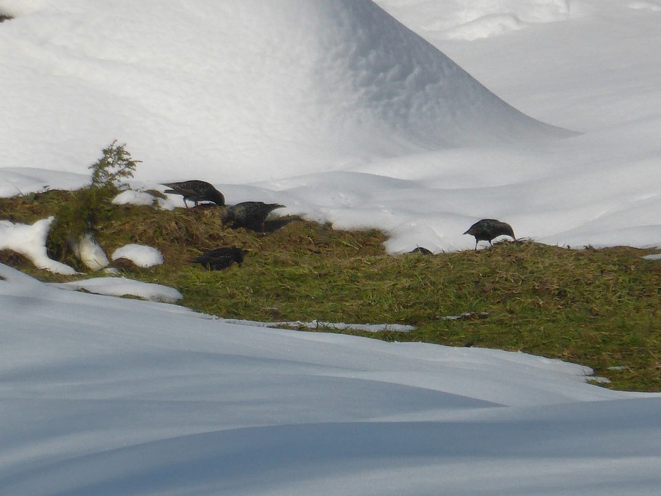 Животные, Природа, Город Калуга, Калужская область