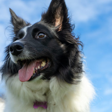 Животные, Криминал, Происшествия, Собаки, Убийство, Боровский район, Калужская область
