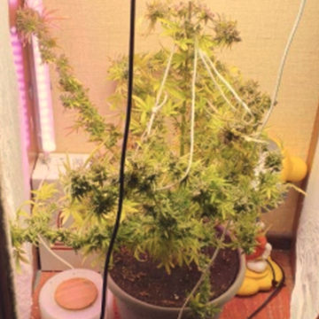 Криминал, Наркотики, Город Калуга, Калужская область, Полиция